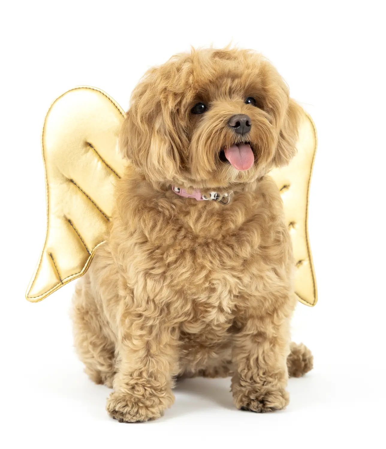 San Diego Magazine's Cutest Pets 2025 content critic's pick winner  Certified Good Girl Award, Mochi