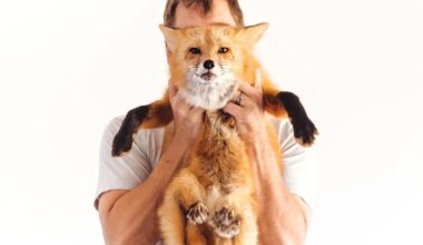 San Diego wildlife nonprofit Judith A. Bassett Canid Education & Conservation Center featuring a fox