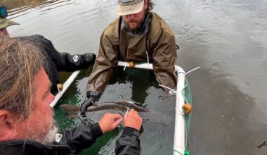 California Trout announces it’s mounting new State of Salmonids study – Times-Standard