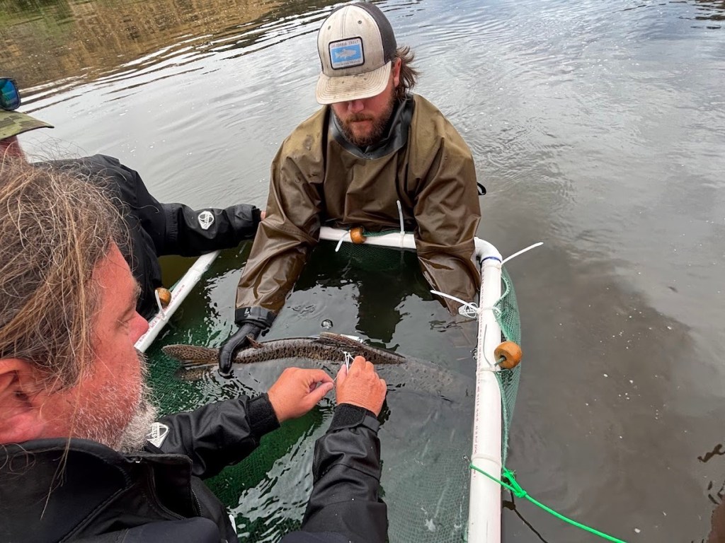 California Trout announces it’s mounting new State of Salmonids study – Times-Standard