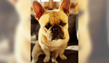 Missing bully is back: French bulldog thought stolen from owner turns up safe in Oakland