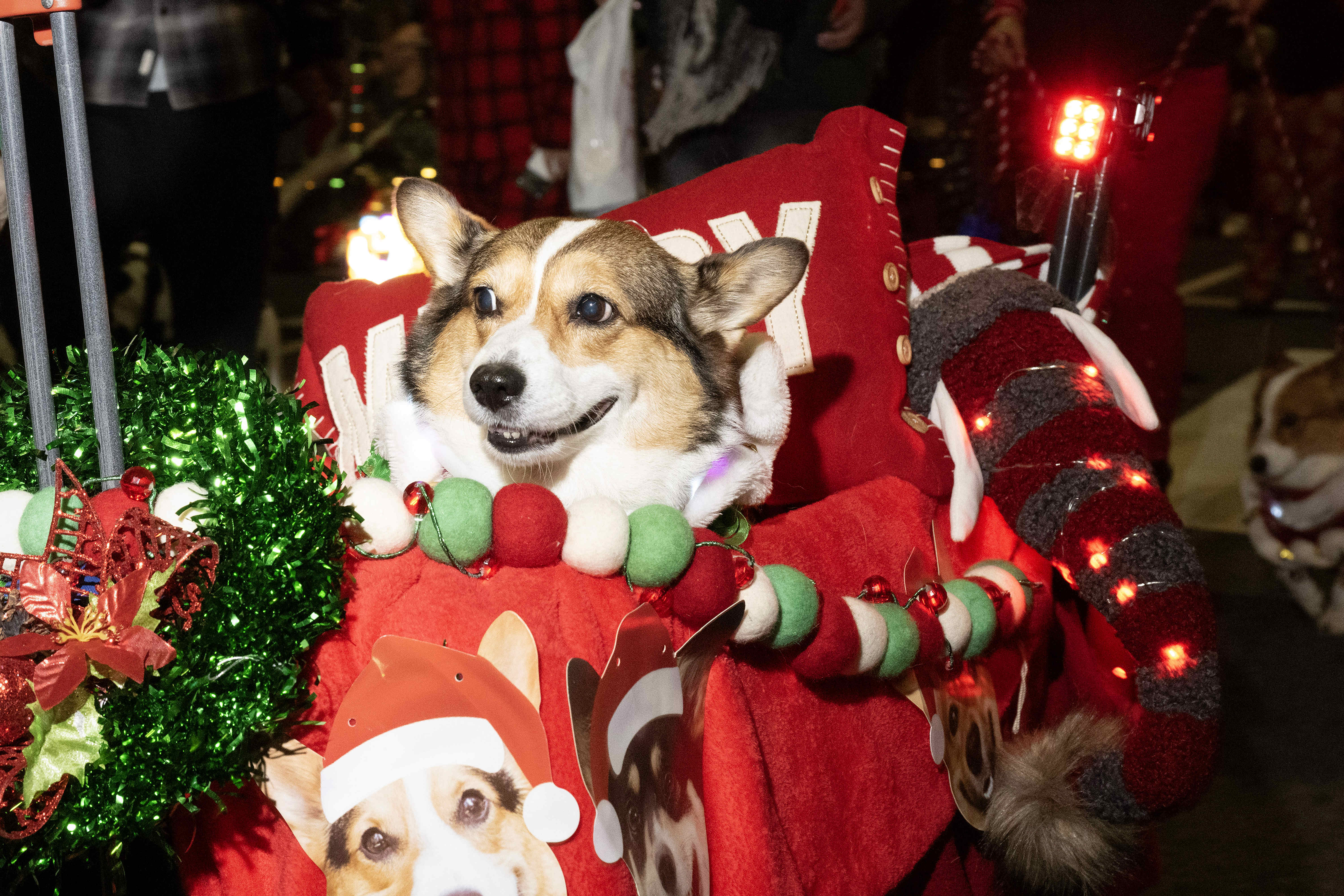 The So Cal Corgi Nation participates in the 41st Belmont...