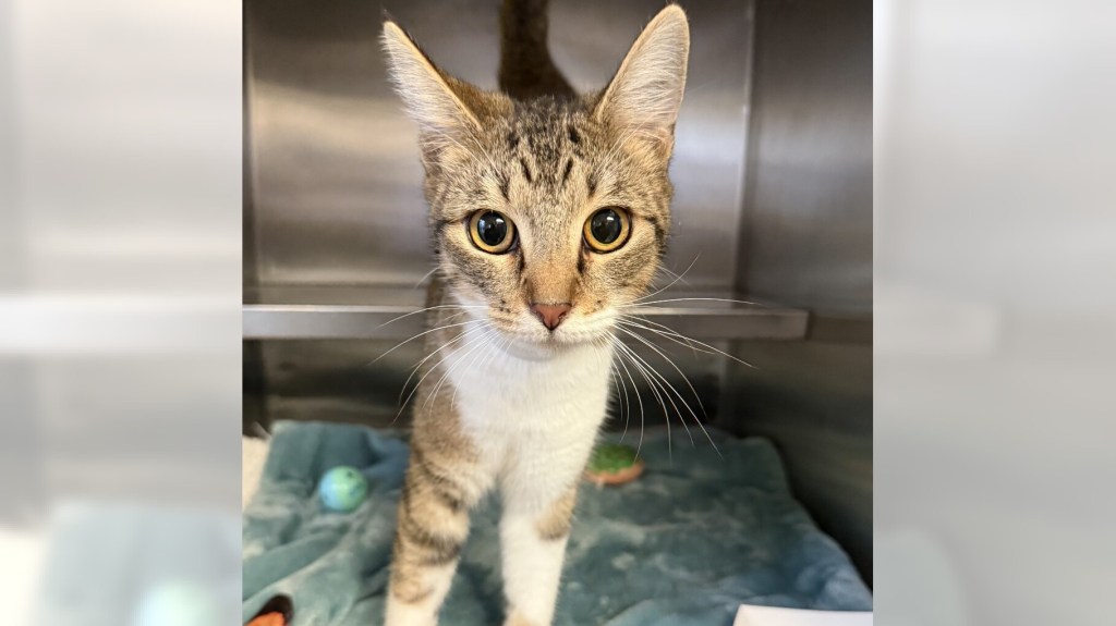 Poppy and Happy are ready for adoption – Daily Breeze