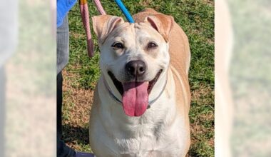 Nova and Mochi are ready for adoption – Press Telegram