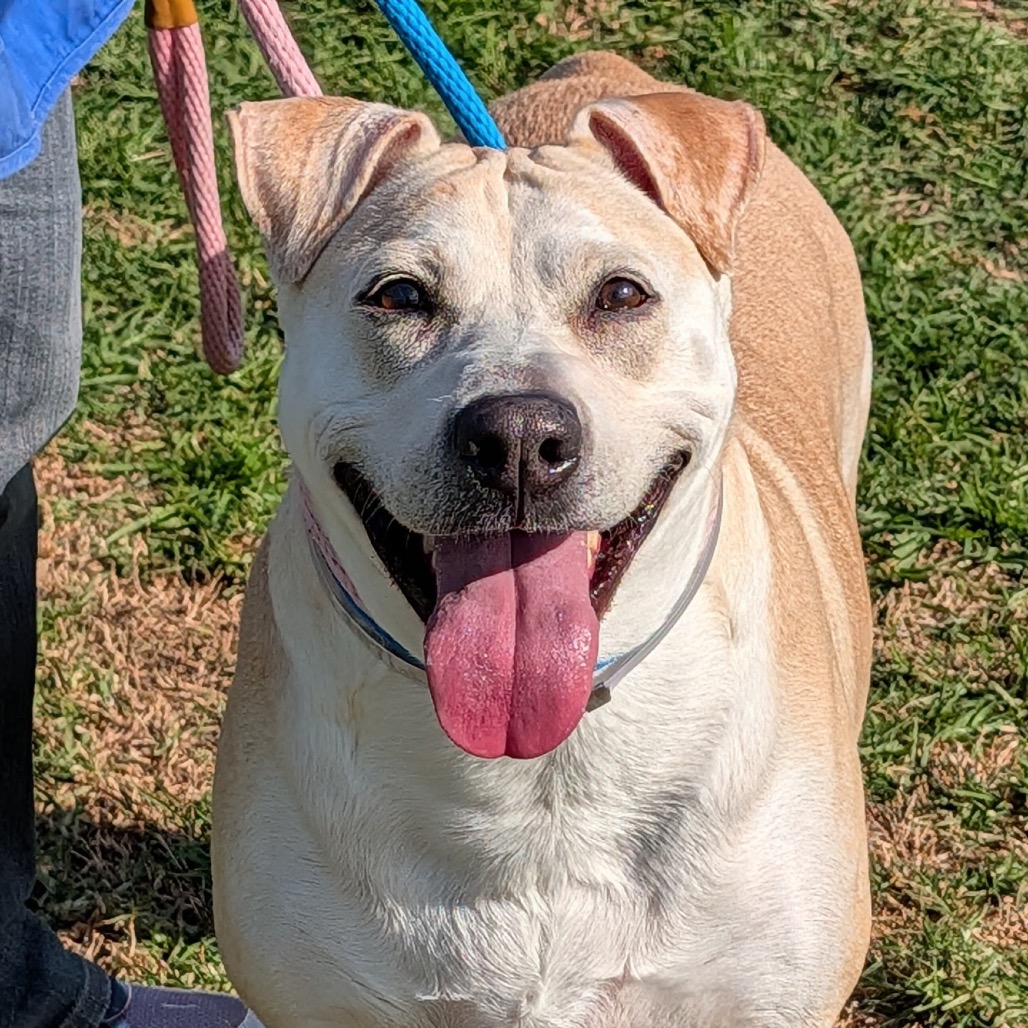 Nova is a 4-year-old, female, yellow Labrador retriever mix. (Photo...