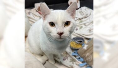 Bruce and Jelly Roll are ready for adoption – Daily Breeze