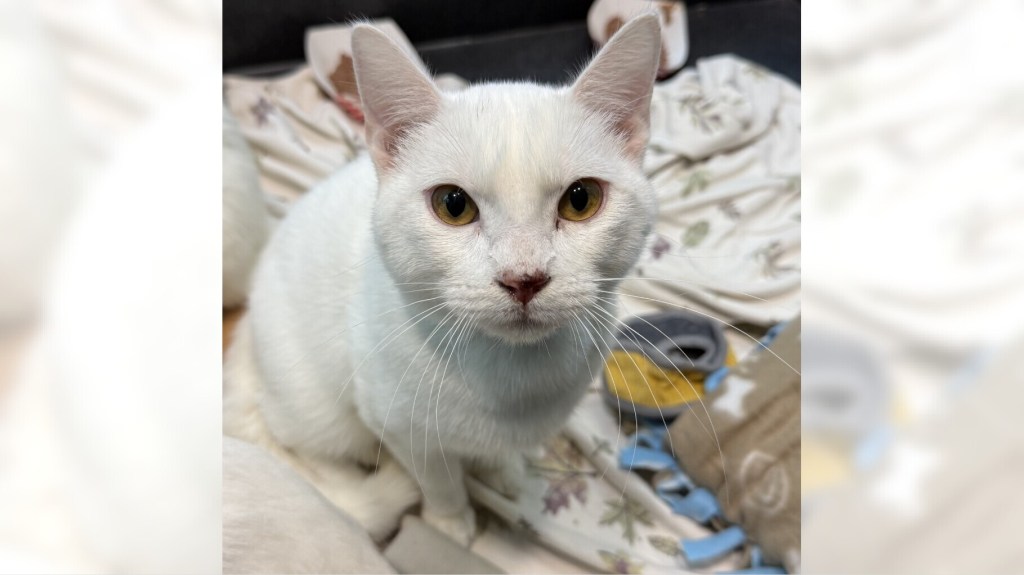 Bruce and Jelly Roll are ready for adoption – Daily Breeze