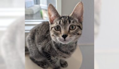 Sage and Acorn are ready for adoption – Daily Breeze