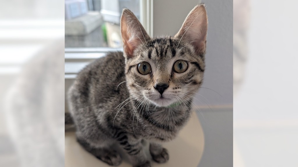 Sage and Acorn are ready for adoption – Daily Breeze