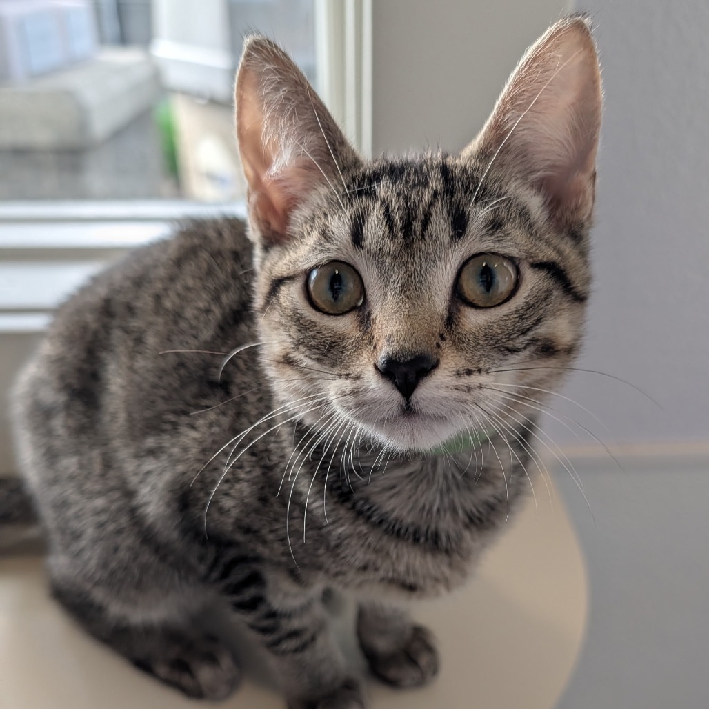 Sage is a 3-month-old, female, domestic shorthair kitten. (Photo courtesy...