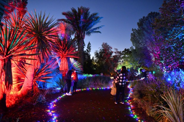 Jose Carlos Fajardo staff archivesThe majesty of mature cacti and large-scale succulents and trees in Walnut Creek's 2.5-acre Ruth Bancroft Garden fascinates visitors year-round, but the holiday season's Garden of D'Lights, where a family stops to take a photo above, is simply spectacular.