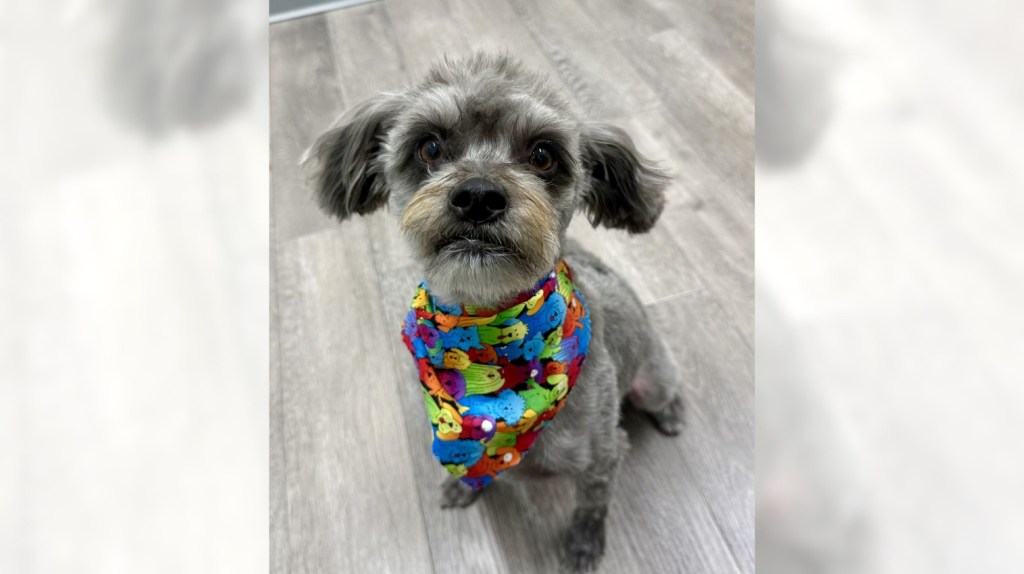 Poodle mix Rex just wants to find his forever home – Orange County Register