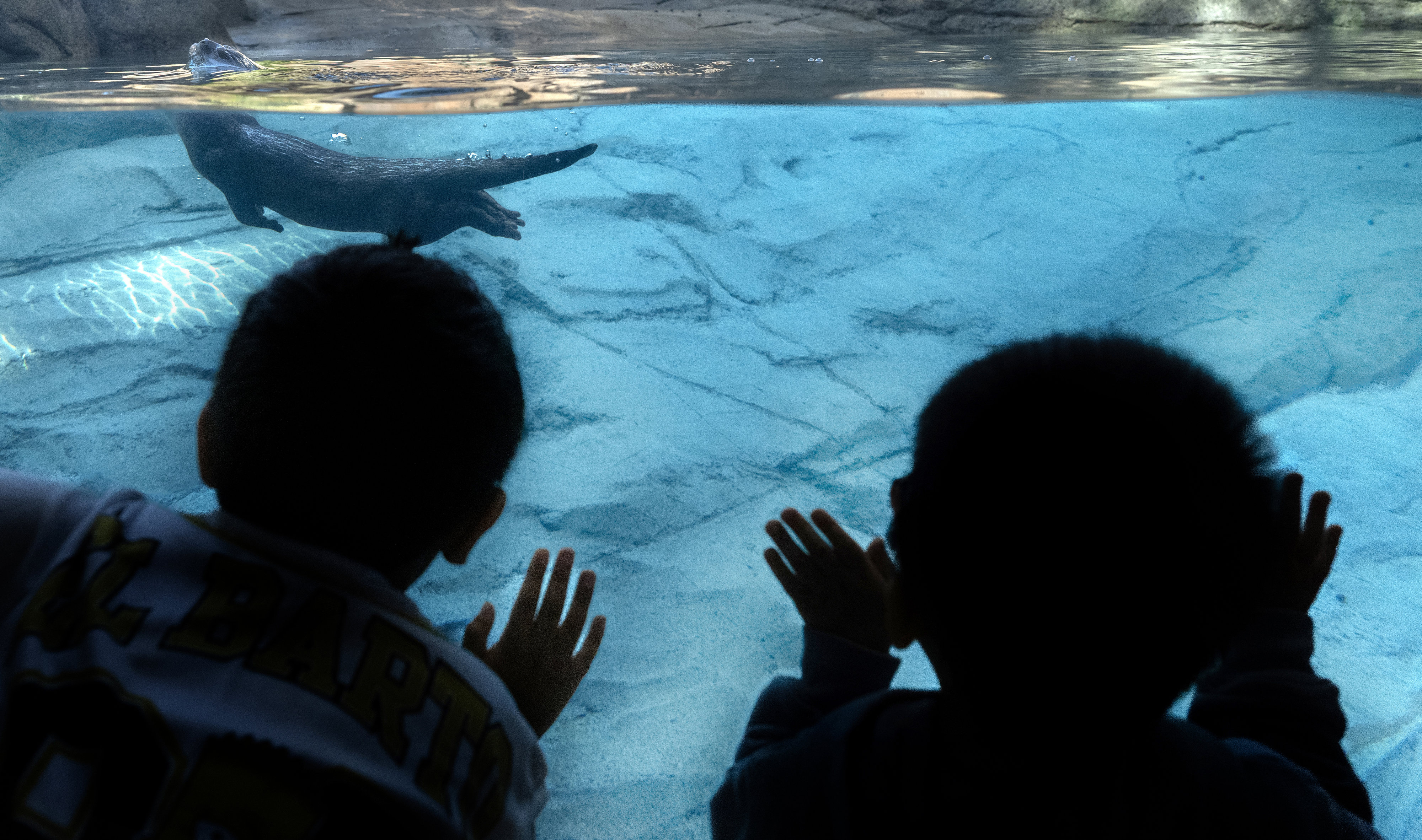 Children strain to get a look at an Asian small-clawed...