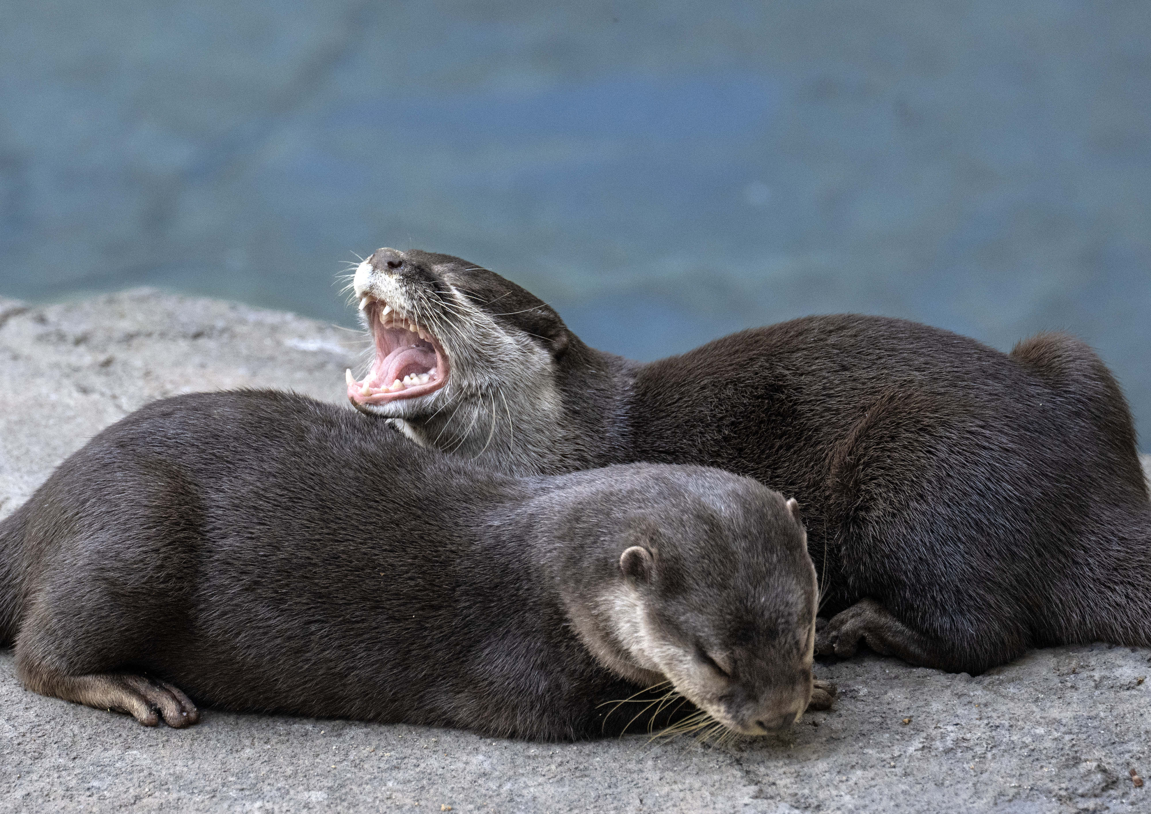 Asian small-clawed otters, Honey and Simon, hang out in their...