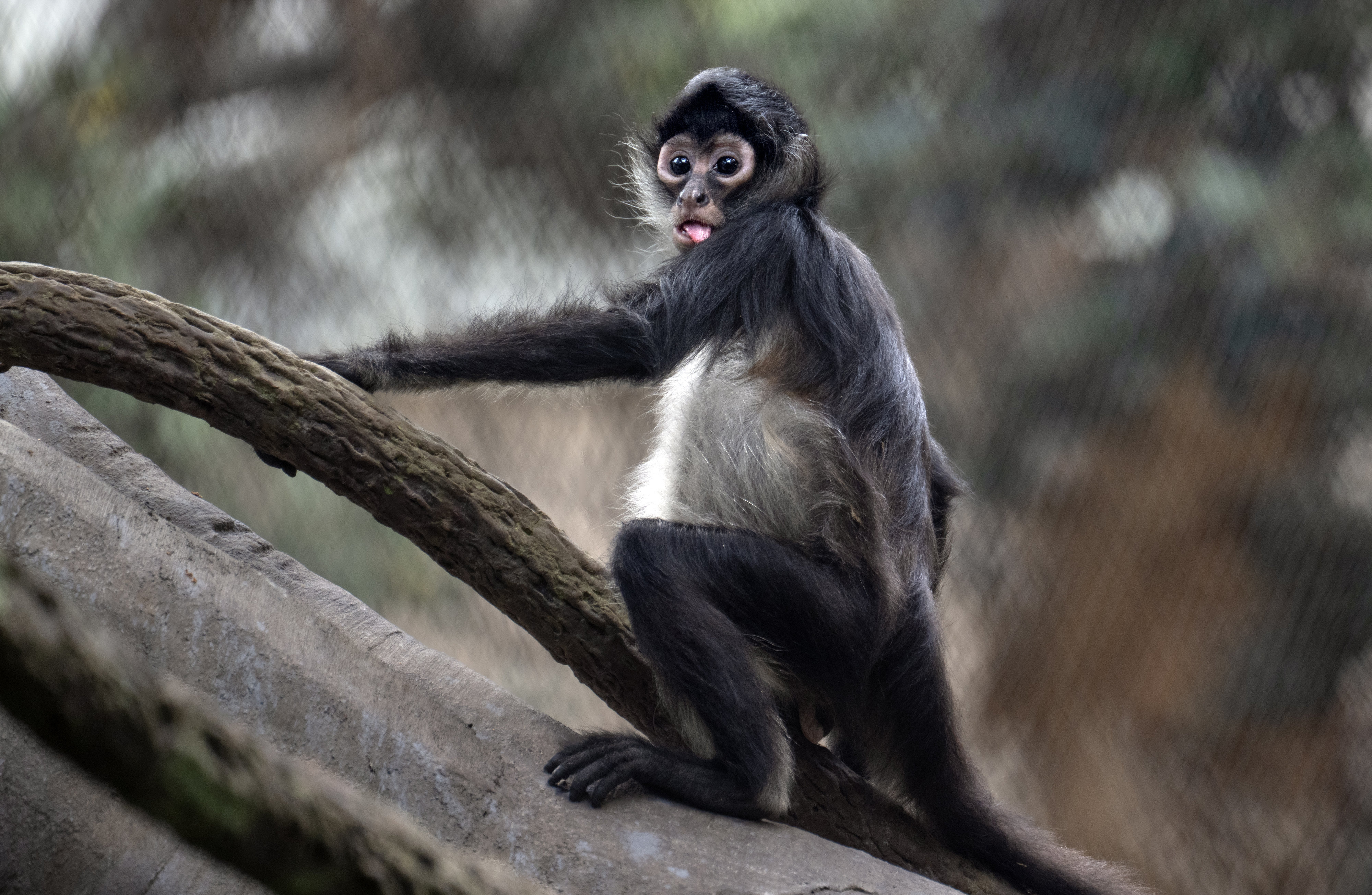 A spider monkey watches its human counterparts celebrate the opening...