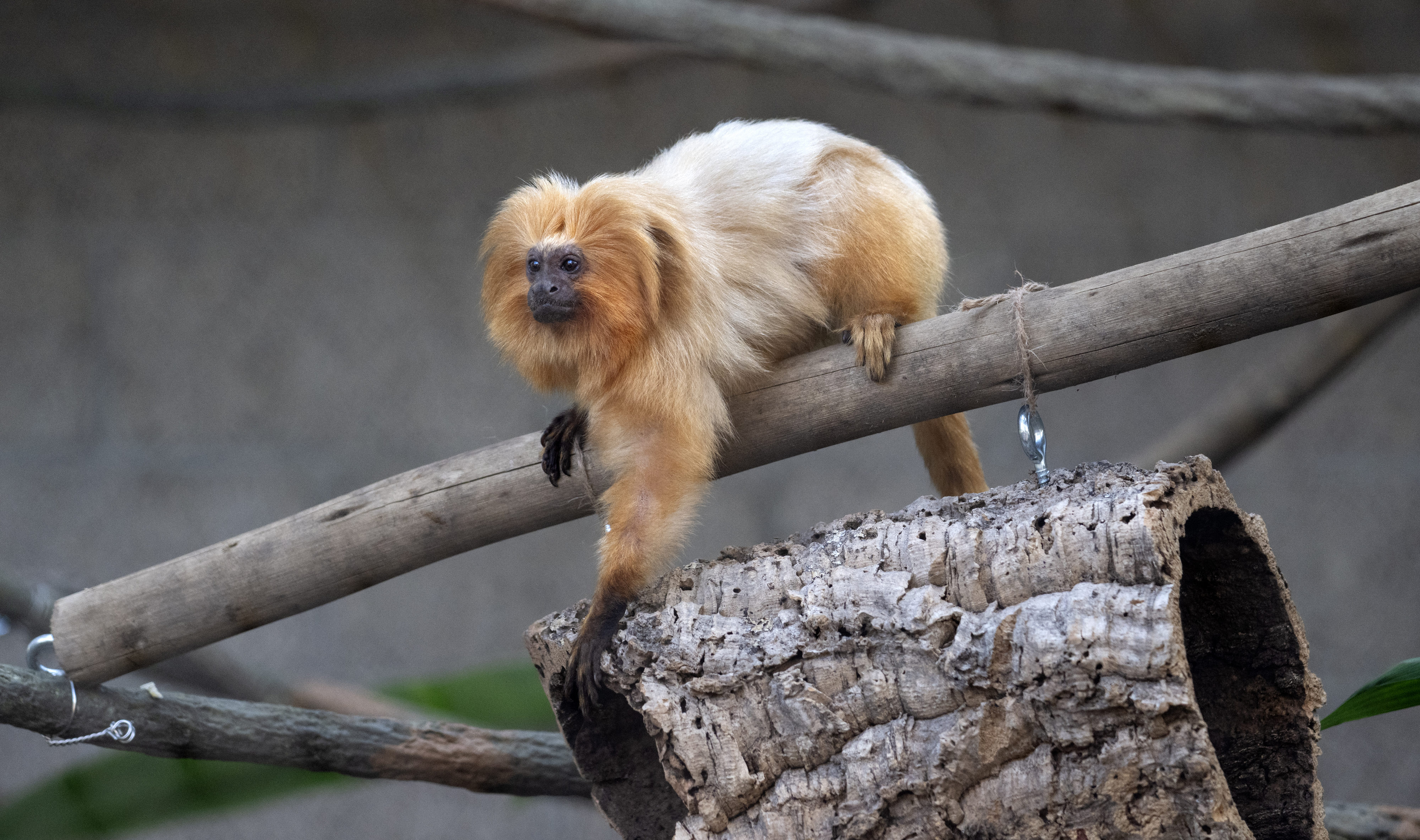 A golden lion tamarin monkey explores its new habitat at...