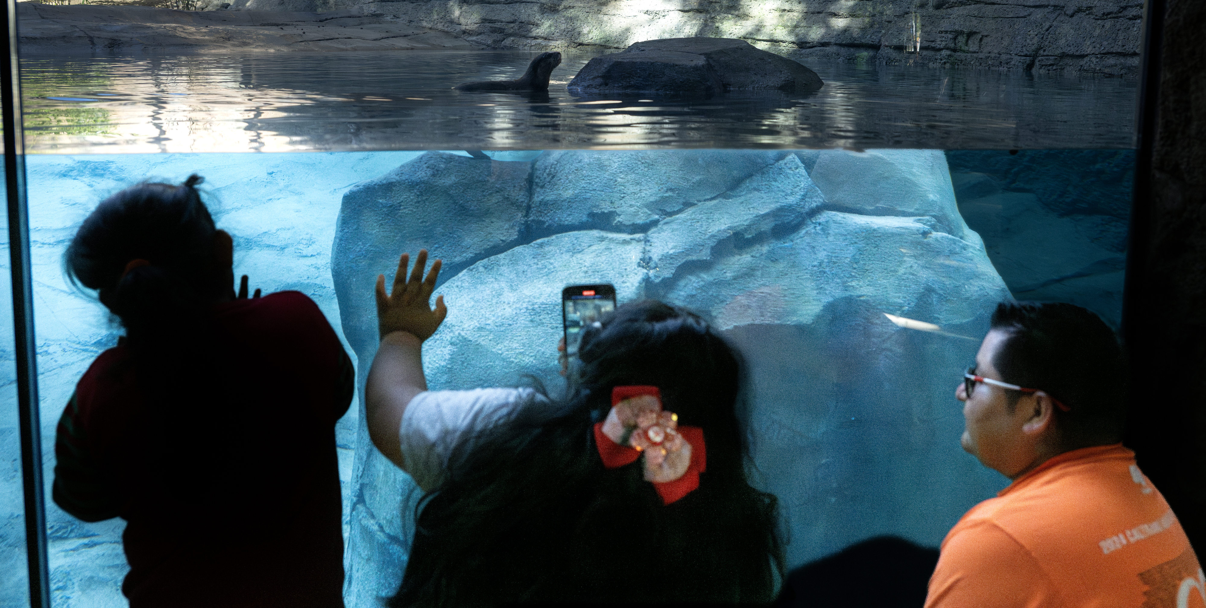 An Asian small-clawed otter captivates visitors at the Santa Ana...