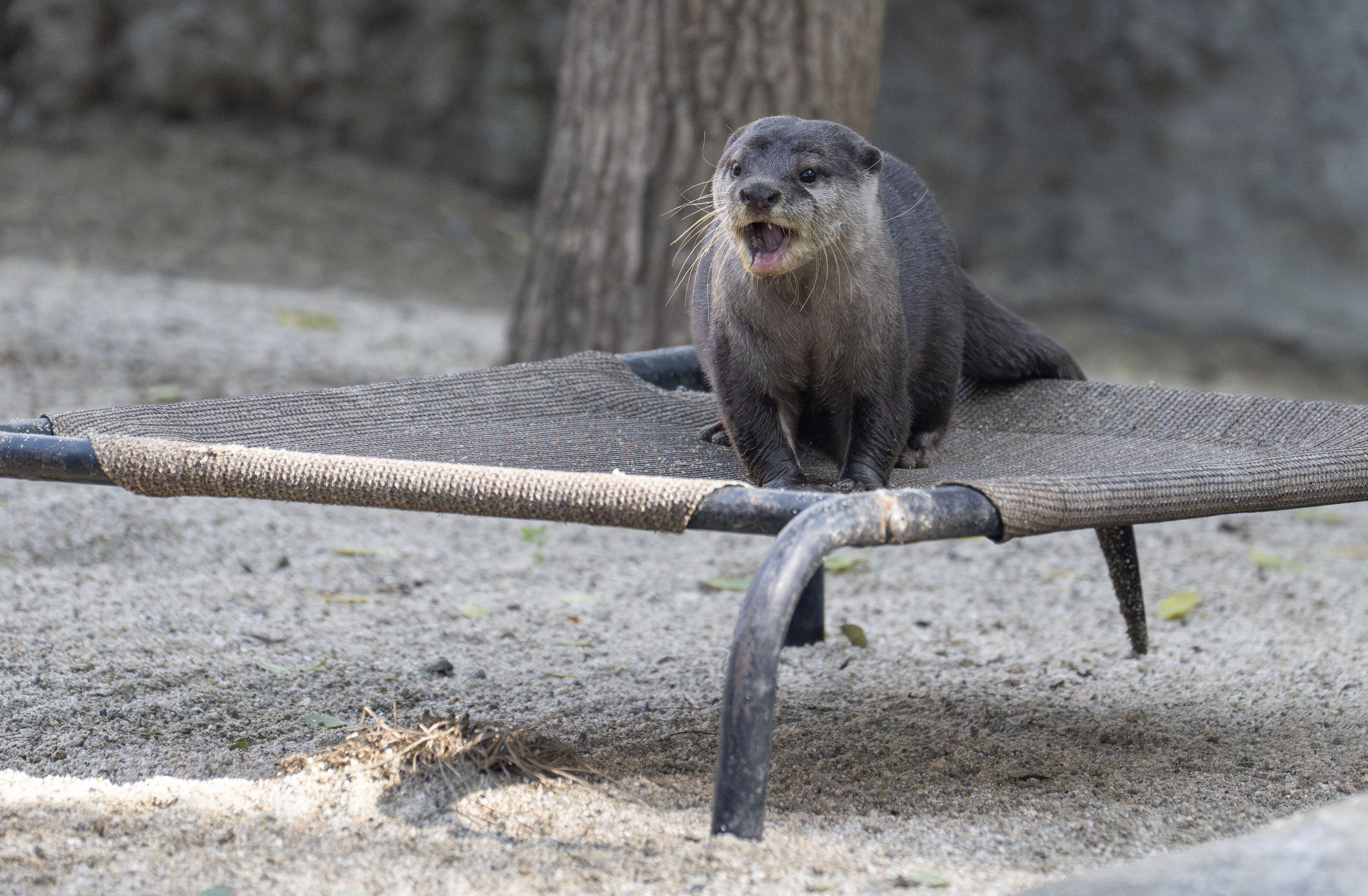 An Asian small-clawed otter tries out the furniture in its...