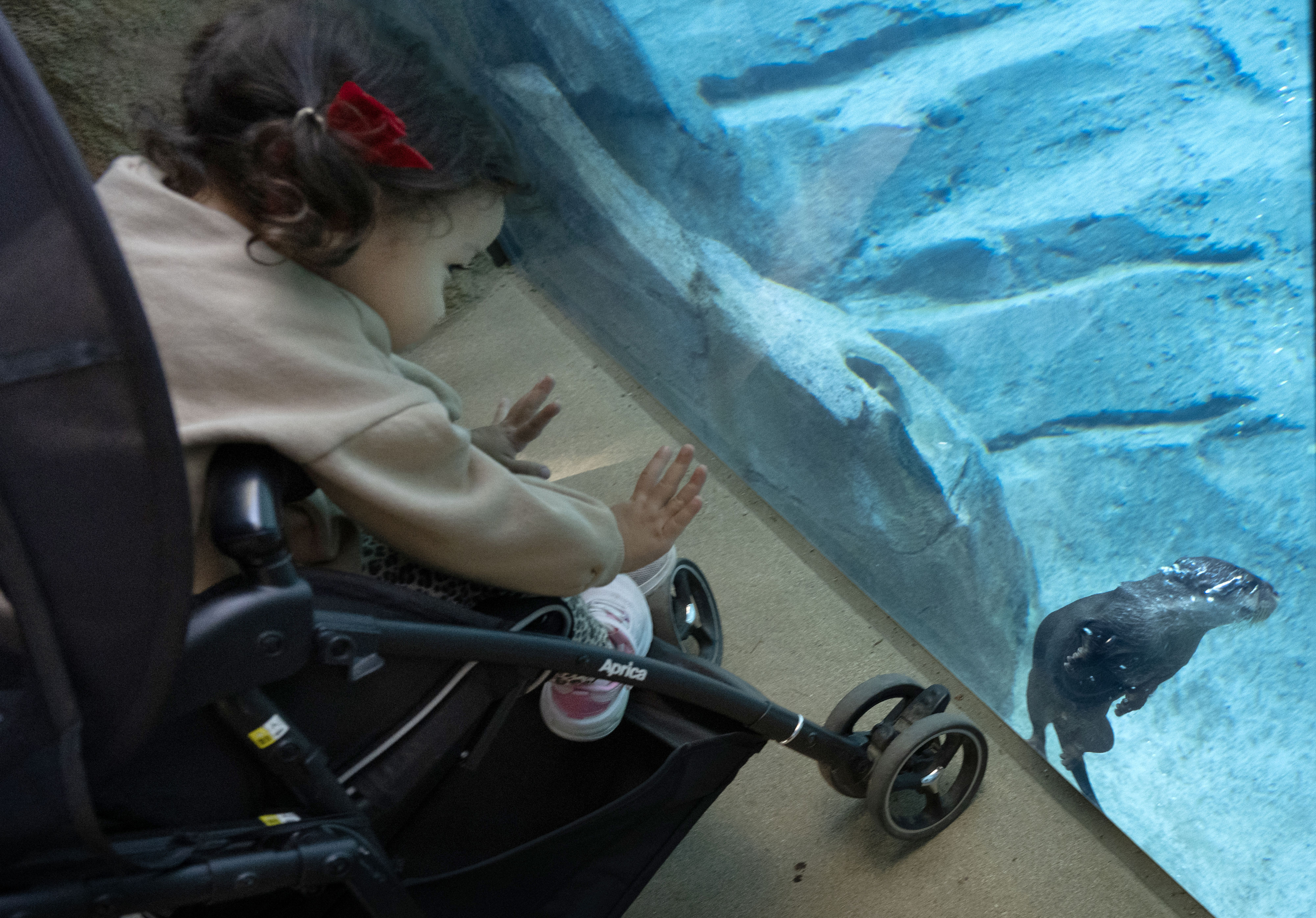 Liana Iwase, 2, gets a fleeting glimps of an Asian...