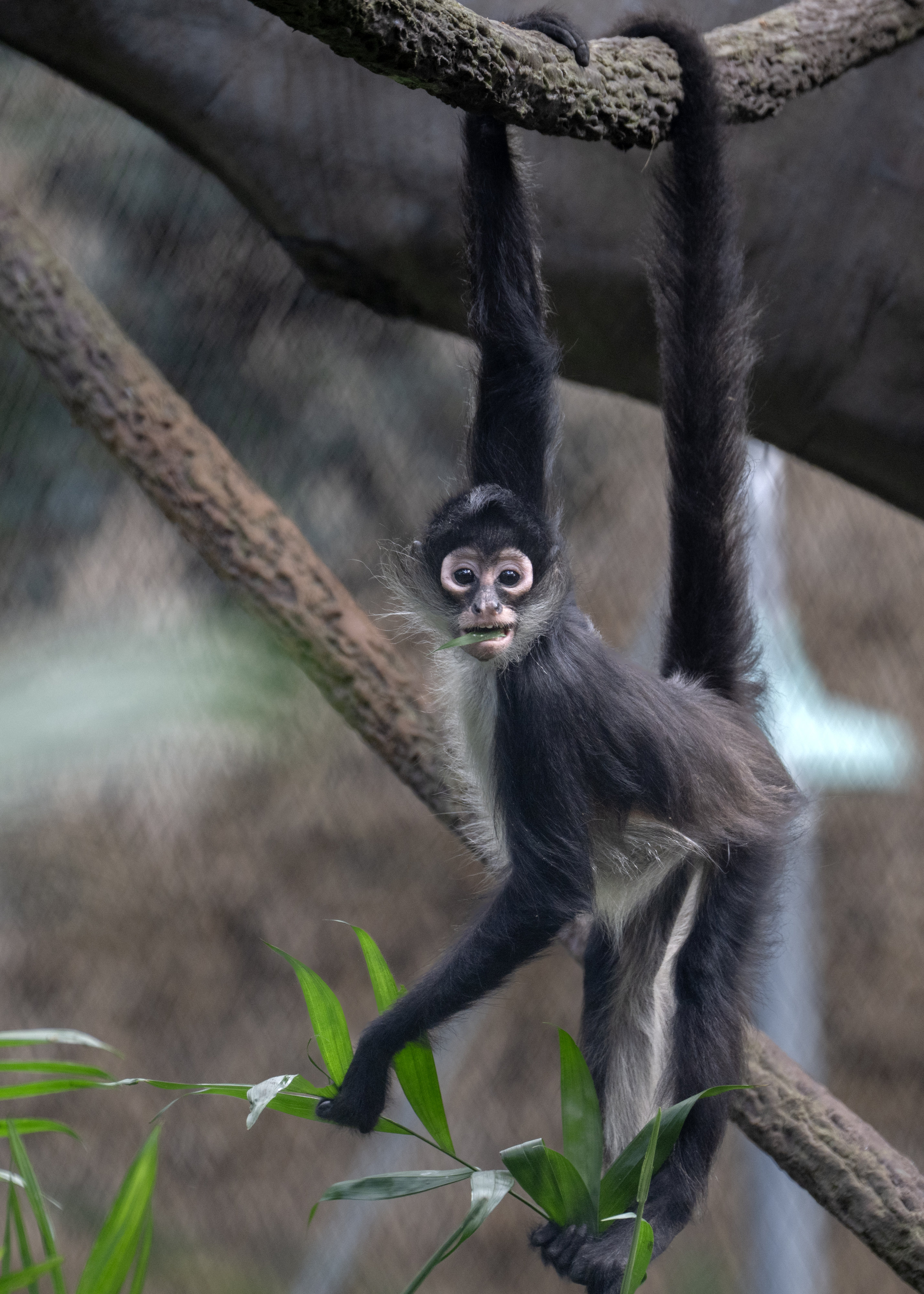 A spider monkey watches its human counterparts celebrate the opening...