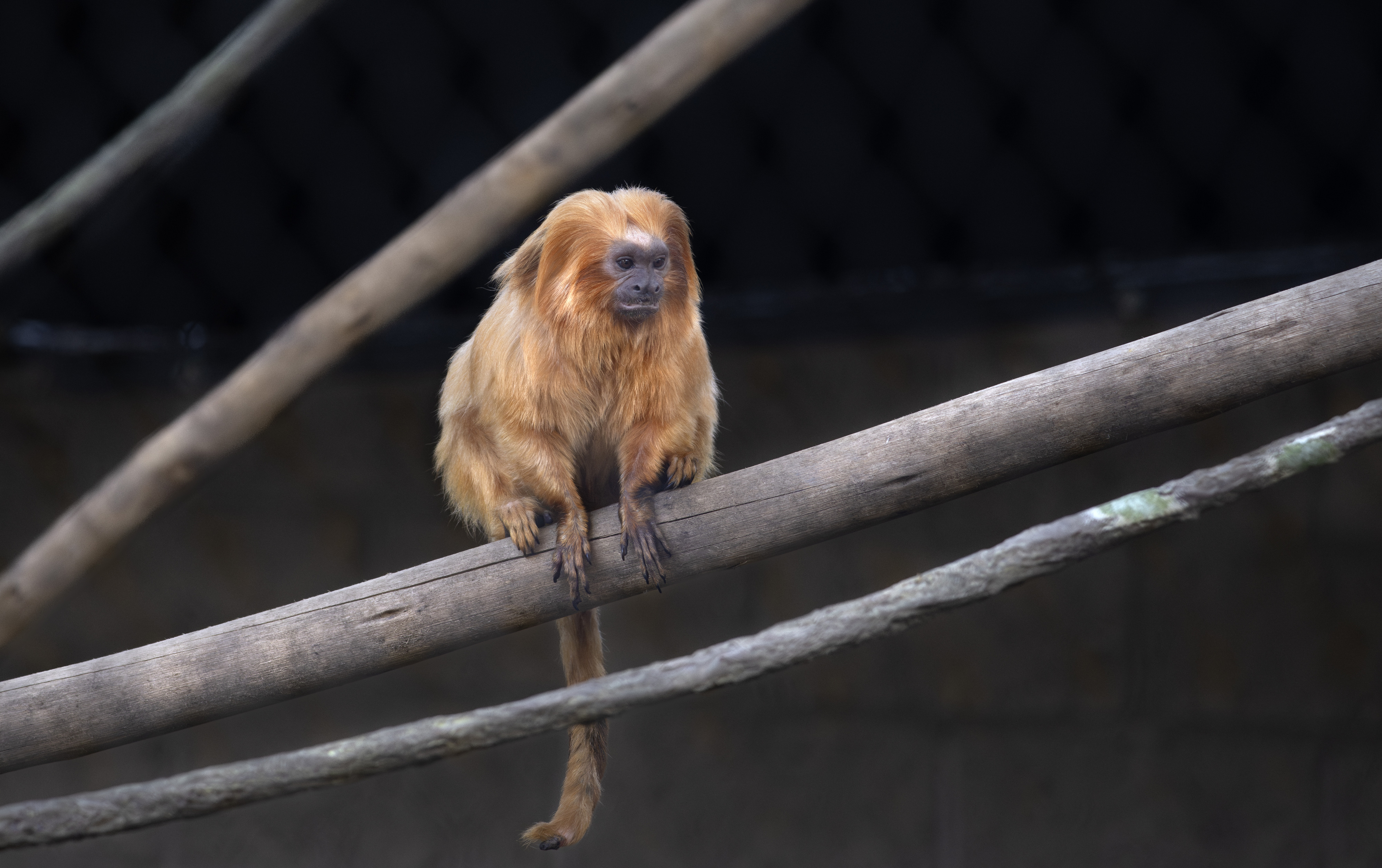 Saturday, December 20, 2025. (Photo by Mindy Schauer, Orange County...