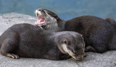 Santa Ana Zoo unveils River’s Edge, a new immersive multi-species exhibit – Orange County Register