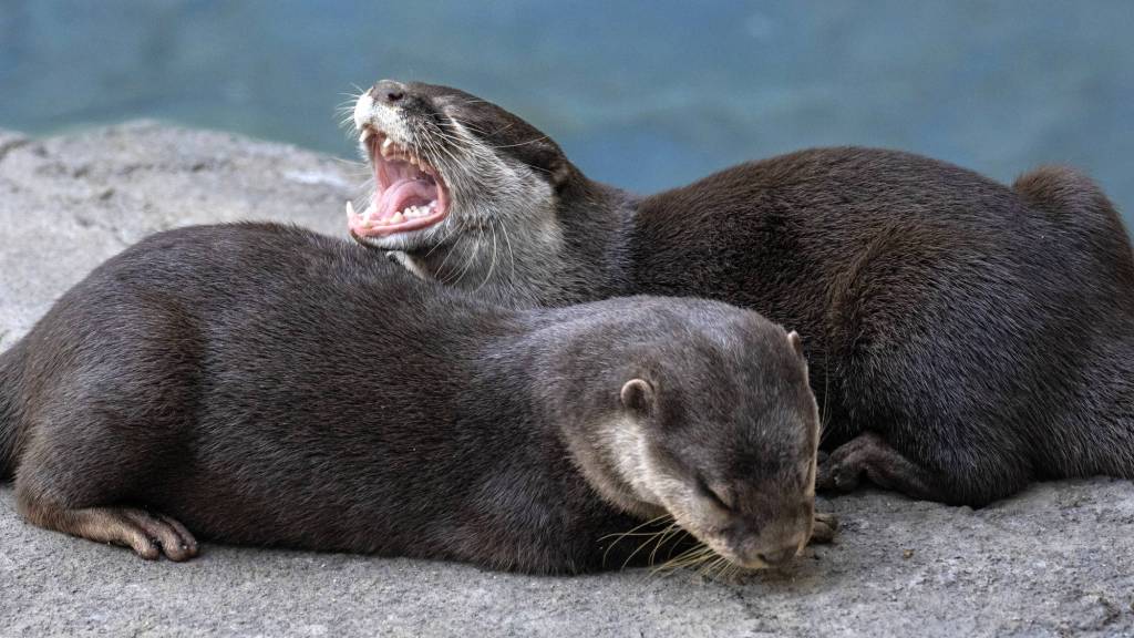 Santa Ana Zoo unveils River’s Edge, a new immersive multi-species exhibit – Orange County Register