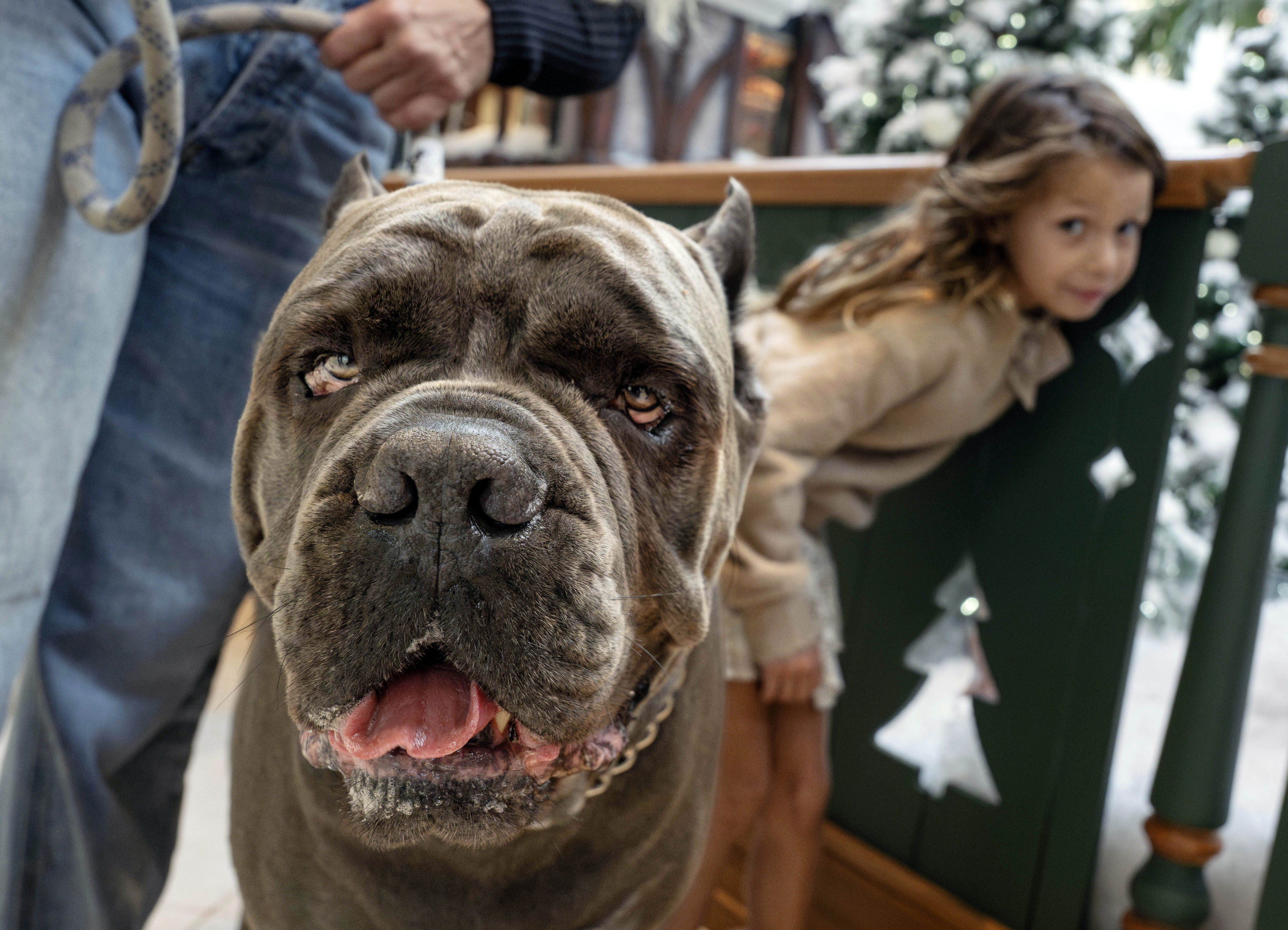 Mackenzie Dernâs 6-year-old daughter, Moa, and her 140-pound cane corso,...