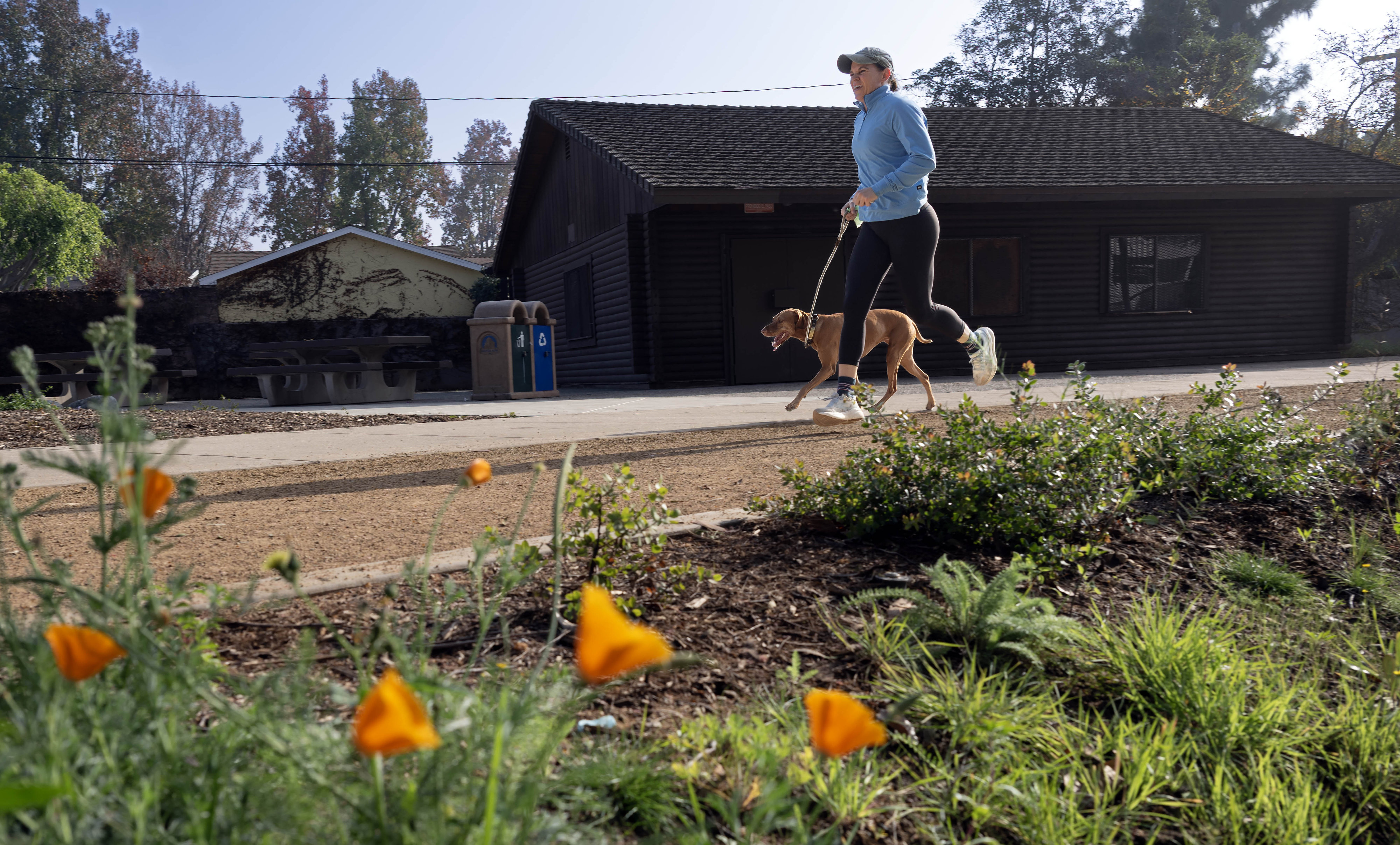 Drought-tolerant California poppies add pops of color to phase two...