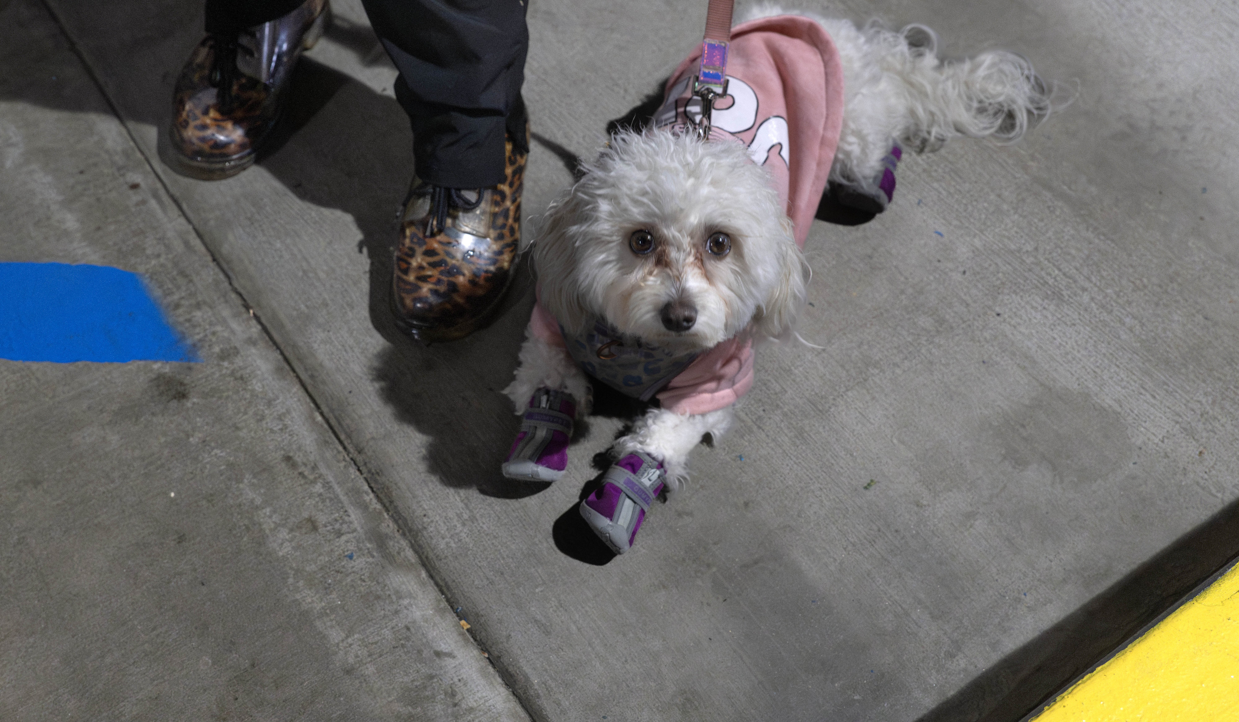Julia Santana waits at the buffet line with her dog,...