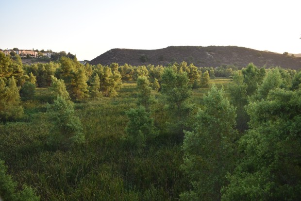 The view of Lake Hodges looking south, toward Casa de las Campanas and West Bernardo Drive from the David Kreitzer Lake Hodges Bicycle/Pedestrian Bridge on Aug. 11, 2025. Years earlier the area now covered by trees and grass was filled with lake water, such as when the bridge was dedicated in May 2009. (Elizabeth Marie Himchak)
