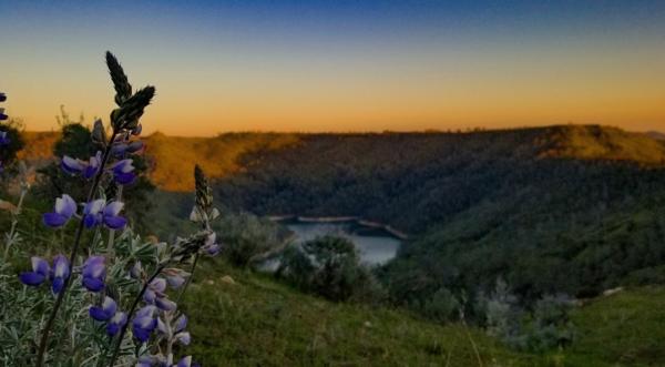 desert pincushion flower looking at a natural landscape