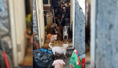 Man sentenced after 30+ animals rescued from San Ysidro home – NBC 7 San Diego