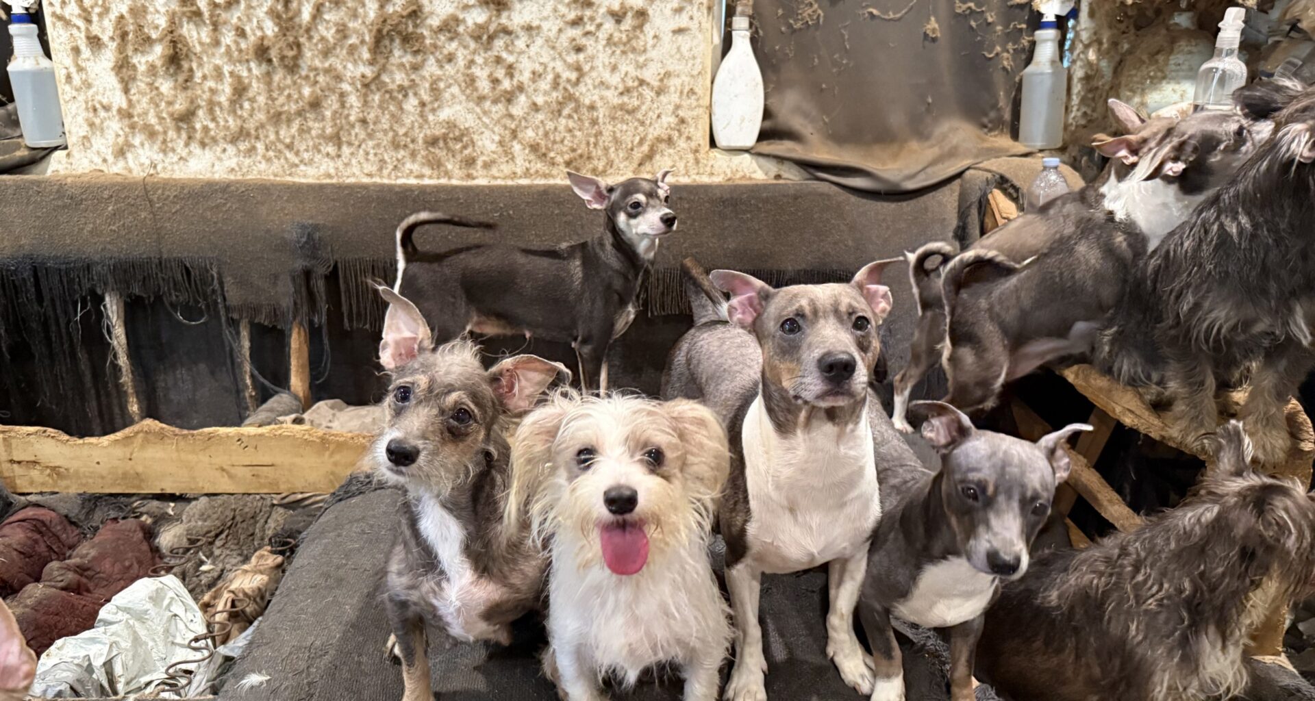 SDHS takes in dozens of dogs, pups from apartment