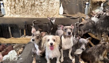 SDHS takes in dozens of dogs, pups from apartment