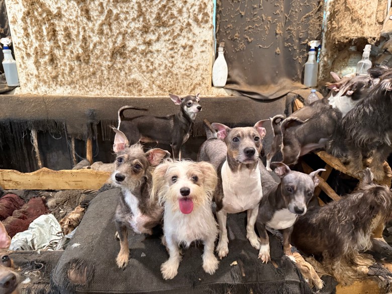 Some of the 40 dogs rescued from an apartment in La Mesa. (Photo courtesy San Diego Humane Society)