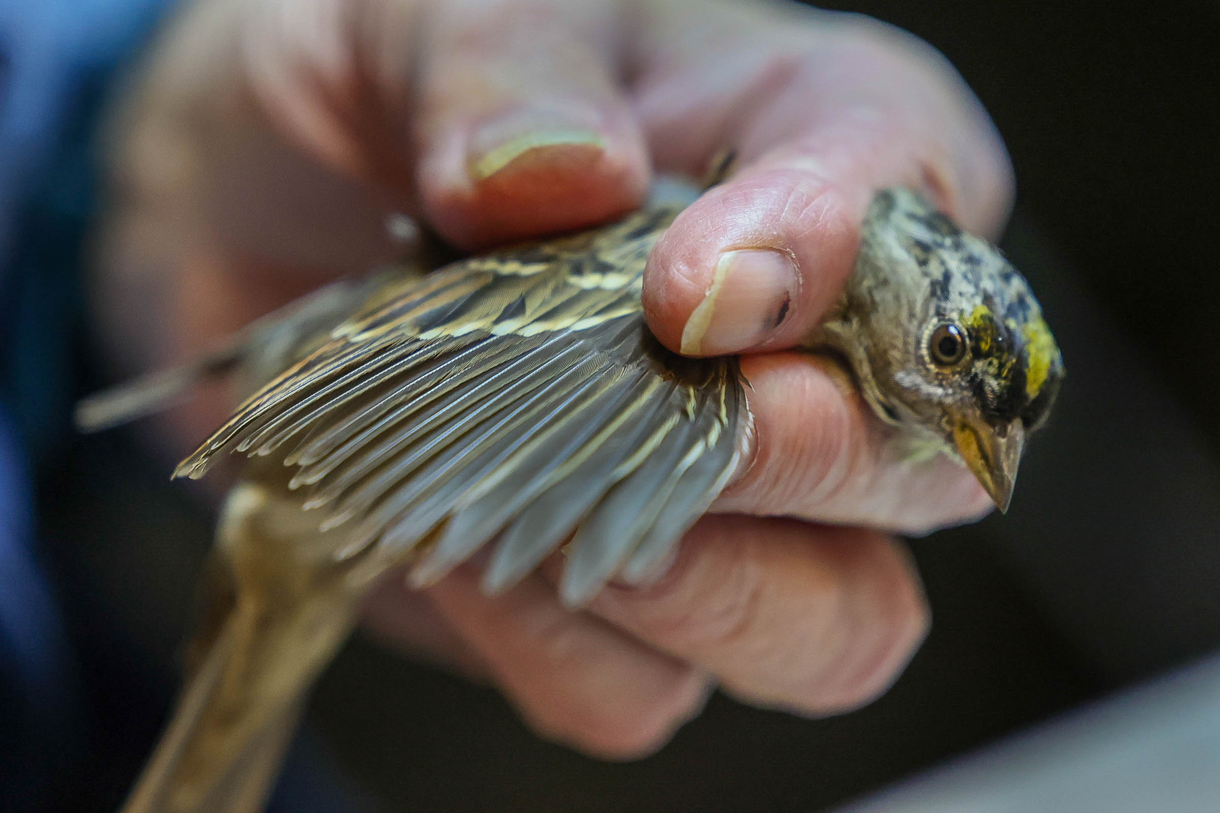 San Francisco Bay Bird Observatory volunteer Tom Stewart examines a...