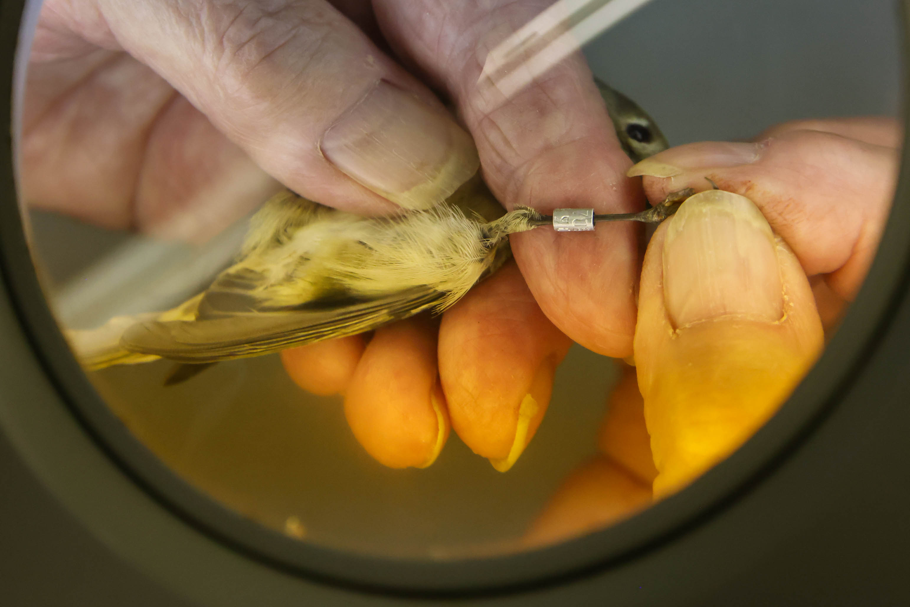 San Francisco Bay Bird Observatory volunteer Tom Stewart examines a...