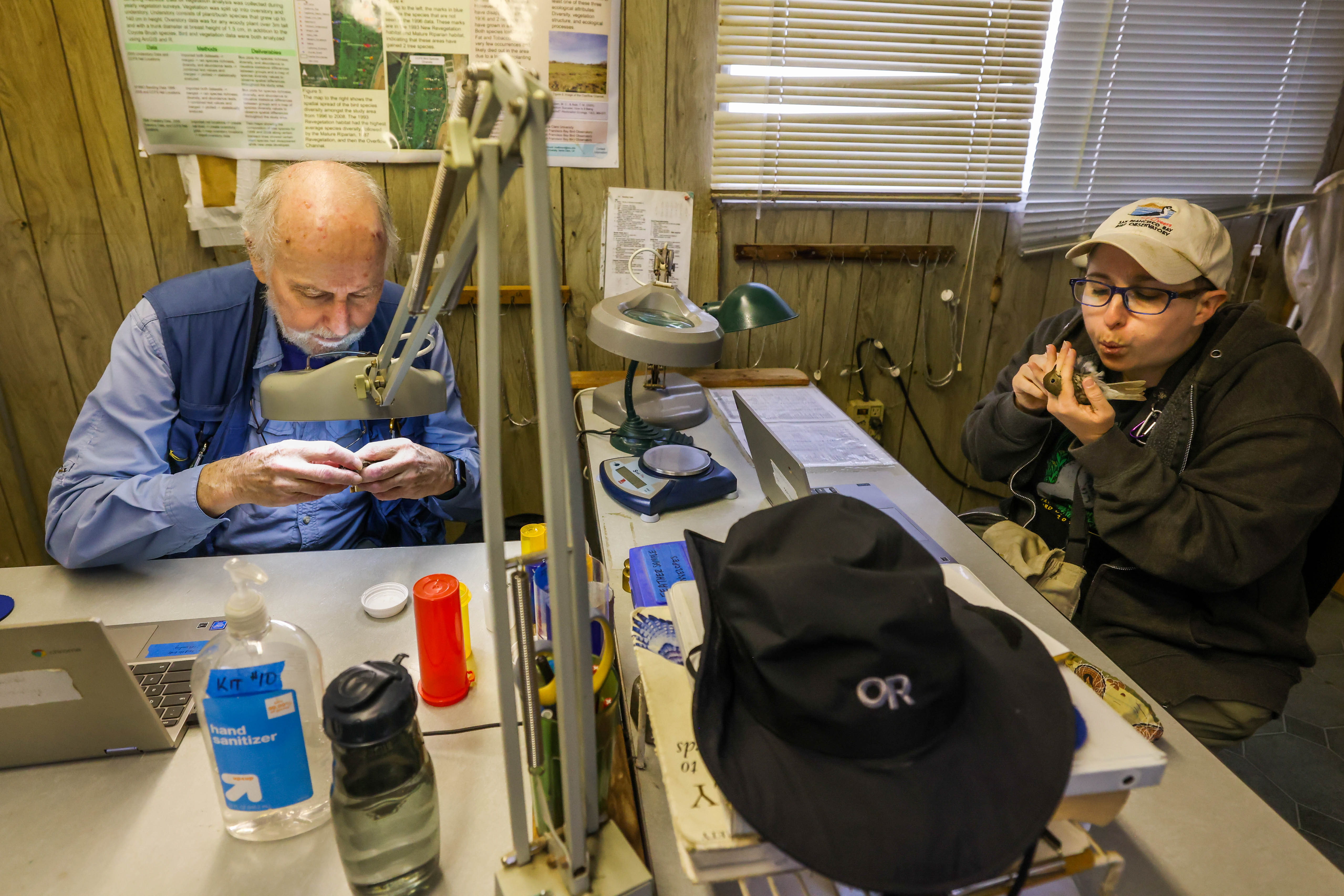 San Francisco Bay Bird Observatory volunteer Tom Stewart, left, and...