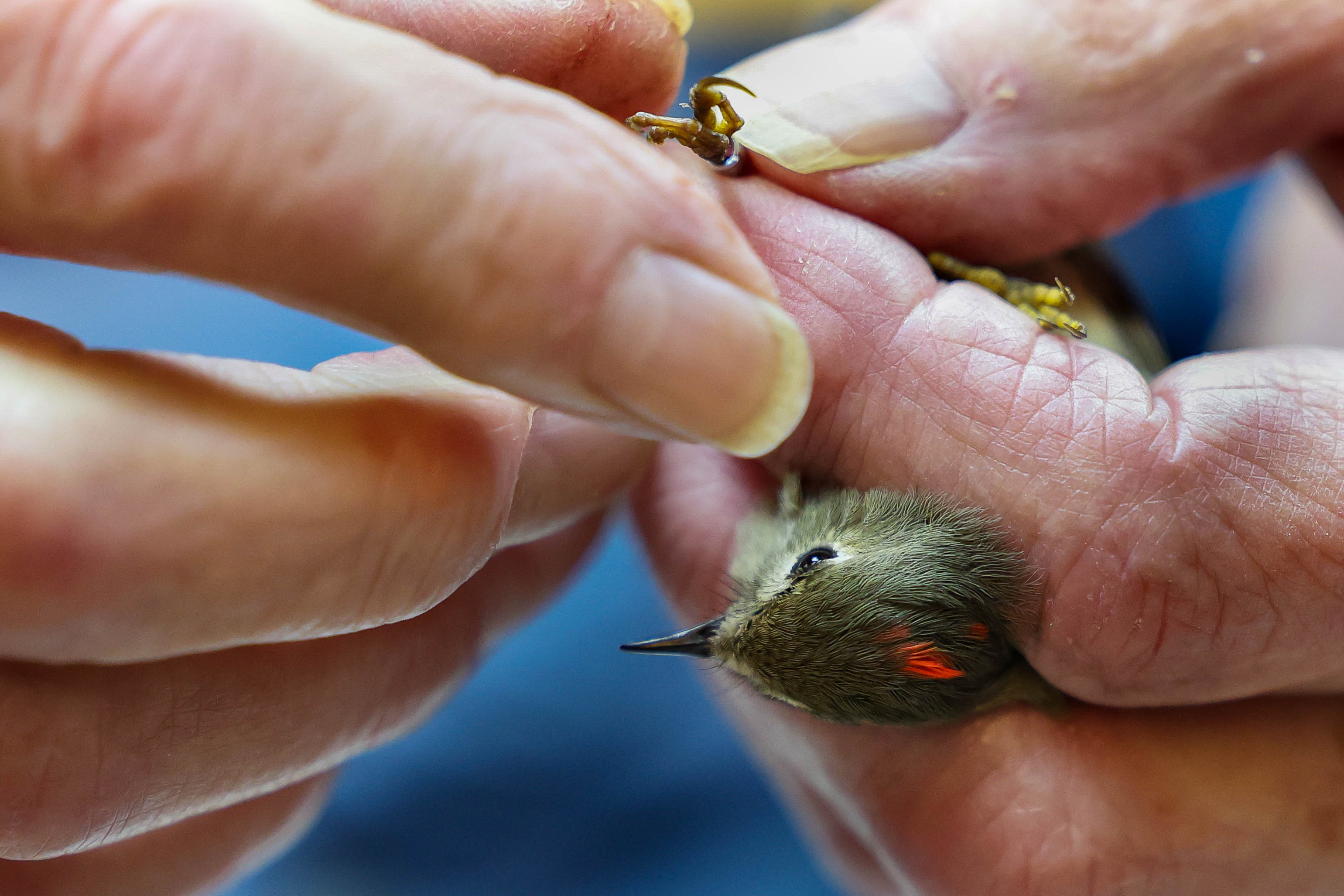 San Francisco Bay Bird Observatory volunteer Tom Stewart examines an...