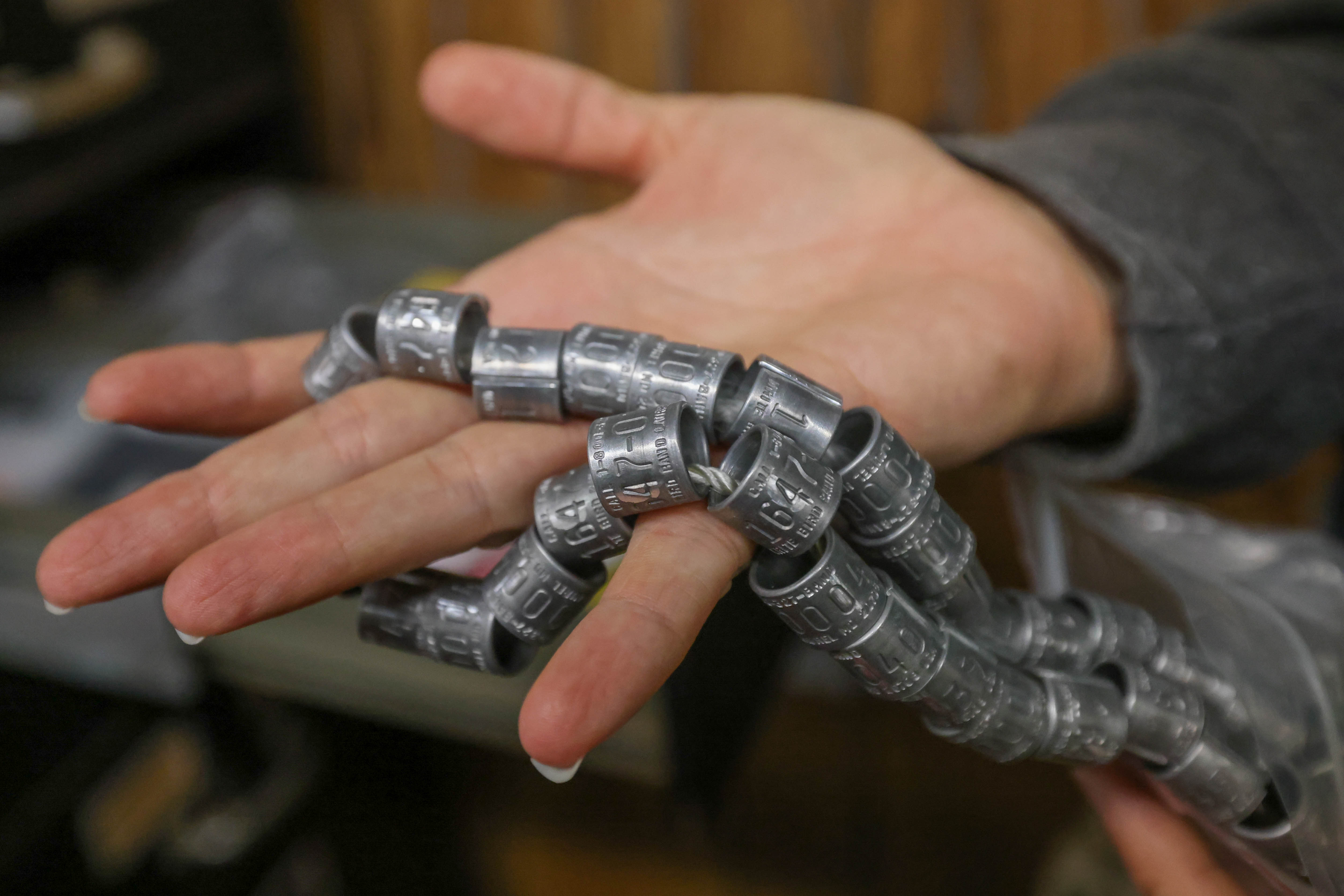 San Francisco Bay Bird Observatory Science Director Katie LaBarbera shows...