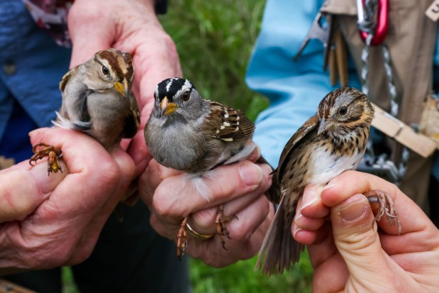 San Francisco Bay Bird Observatory volunteers Tom Stewart, left, and Martha Castillo hold a juvenile and an adult white-crowned sparrow, while San Francisco Bay Bird Observatory Science Director Katie LaBarbera holds a Lincoln's sparrow that were trapped in a mist net used to capture birds for banding before being released back into their natural habitat at the Coyote Creek Field Station in Milpitas, Calif., on Saturday, Dec. 20, 2025. (Ray Chavez/Bay Area News Group)