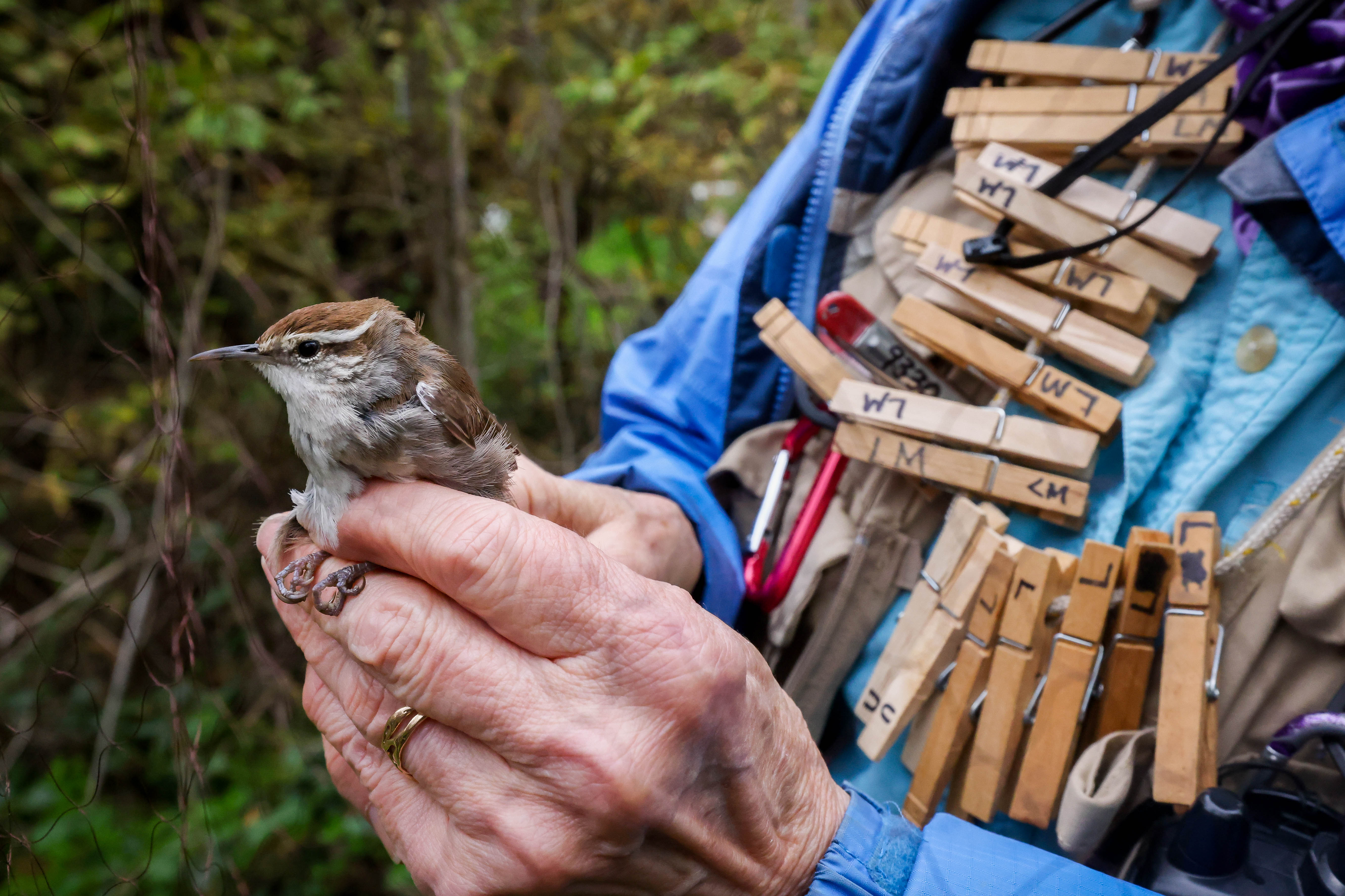 San Francisco Bay Bird Observatory volunteer Martha Castillo holds a...