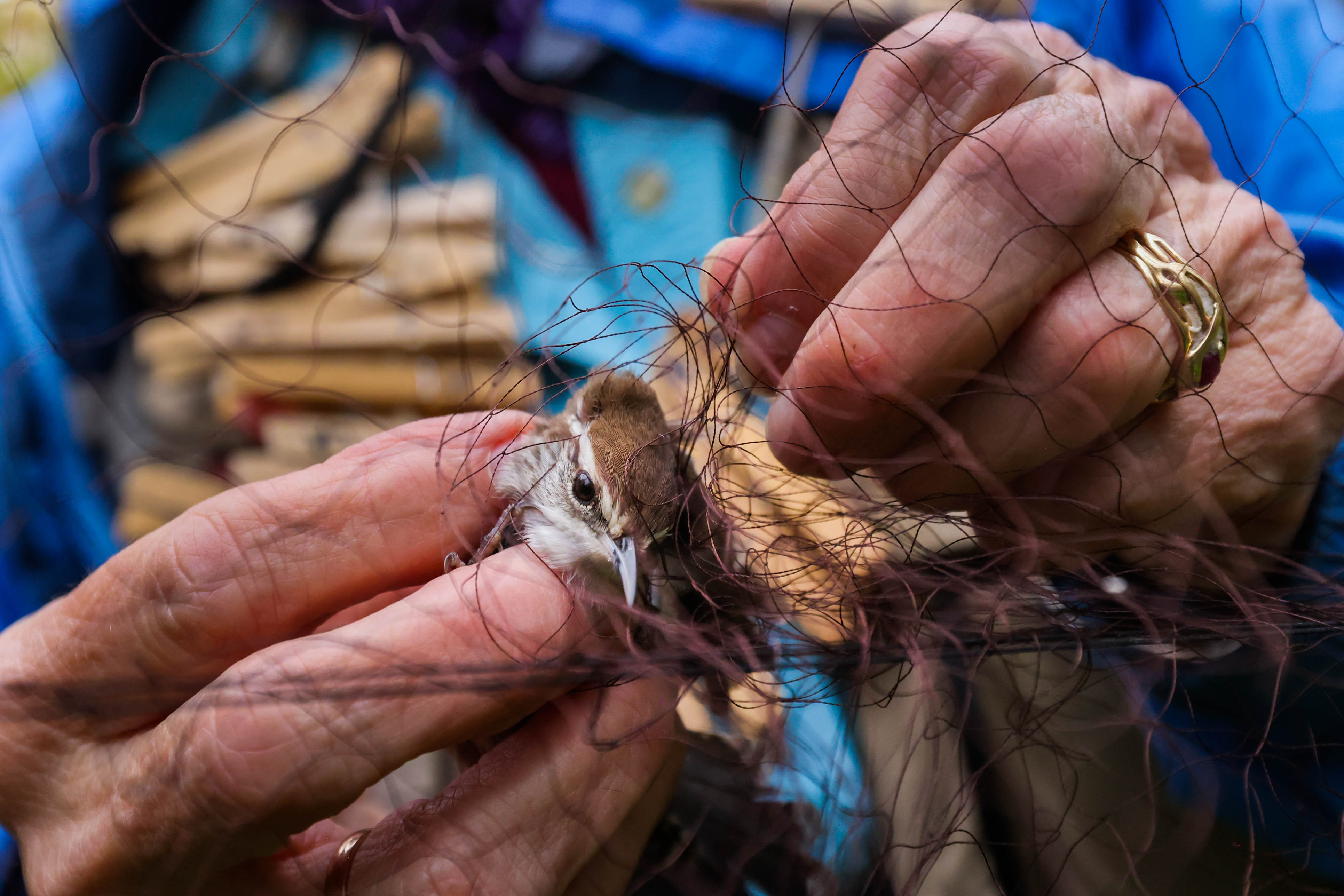 San Francisco Bay Bird Observatory volunteer Martha Castillo carefully removes...