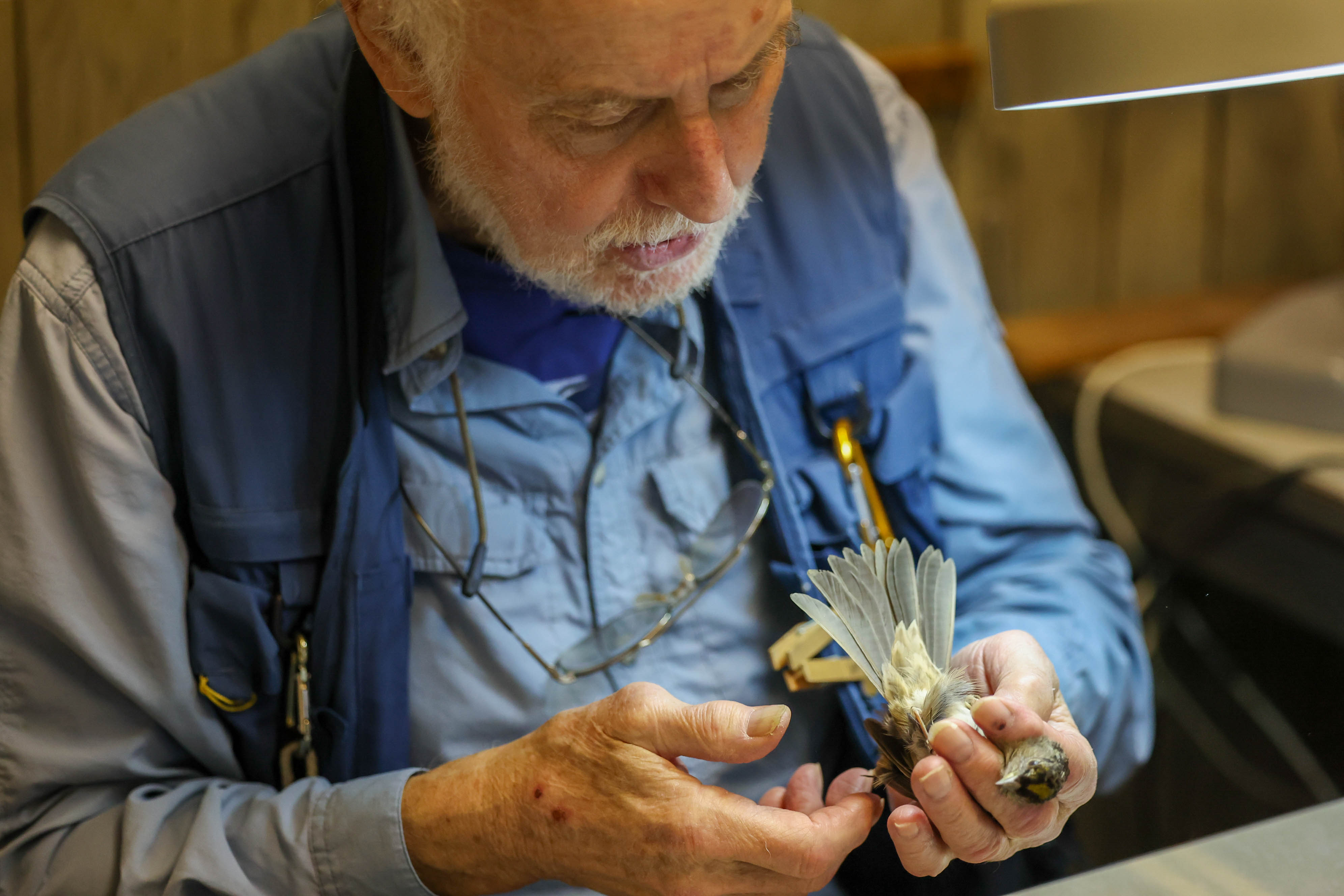 San Francisco Bay Bird Observatory volunteer Tom Stewart examines a...
