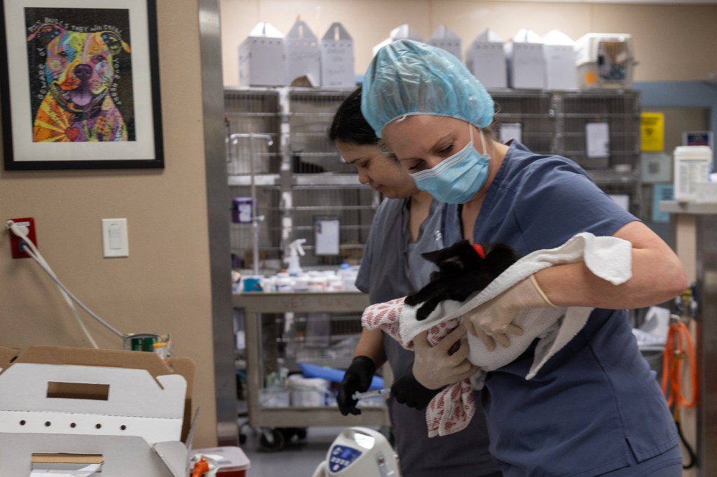 Advocates question progress being made at San Jose animal shelter