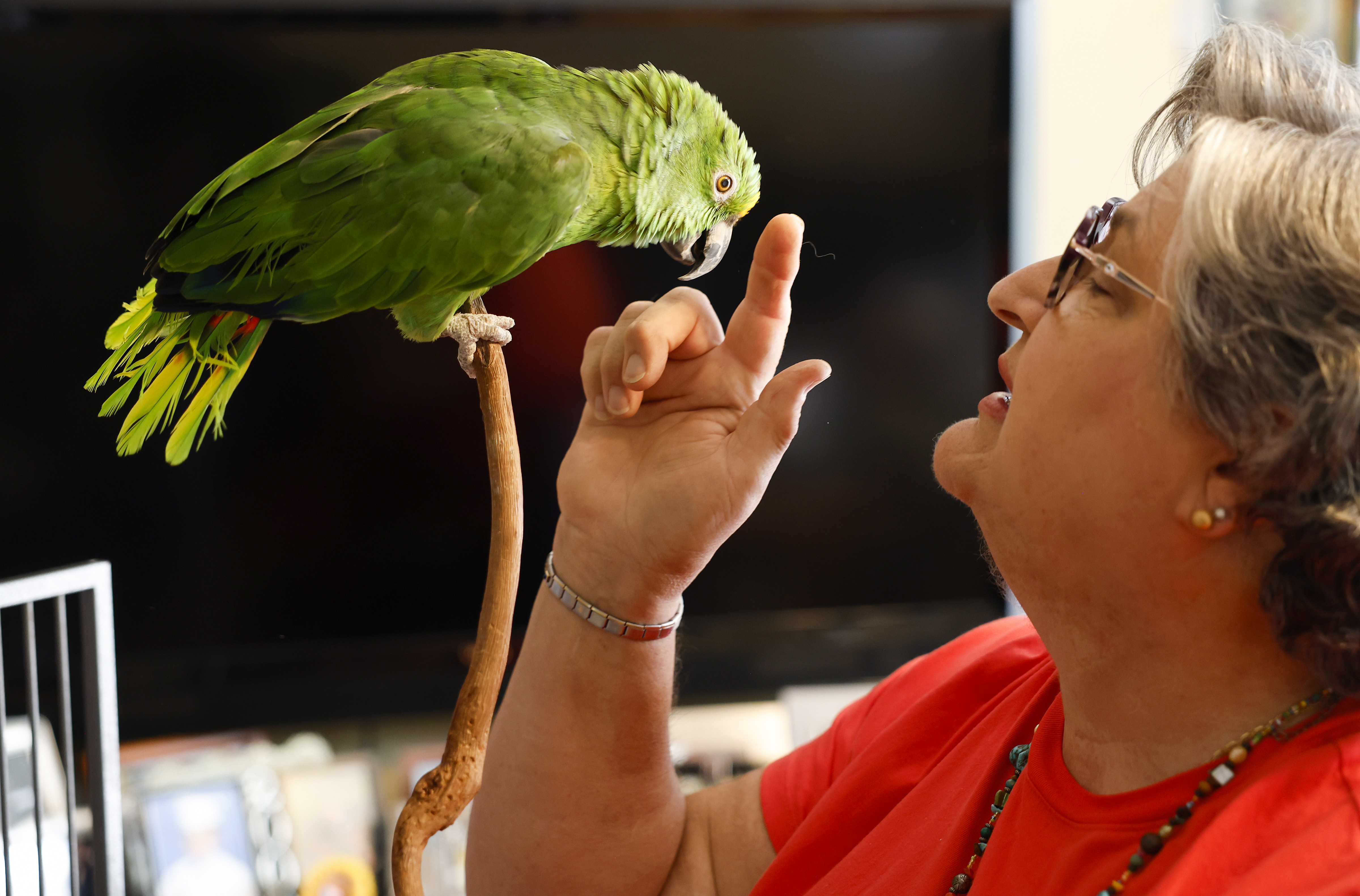 Marisa Carlini pets Gus, a 54-year-old yellow-crowned amazon, at her...