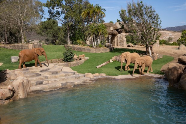 Eight elephants are already living in a new elephant habitat at San Diego Zoo Safari Park slated to open to the public in March. (San Diego Zoo Wildlife Alliance)