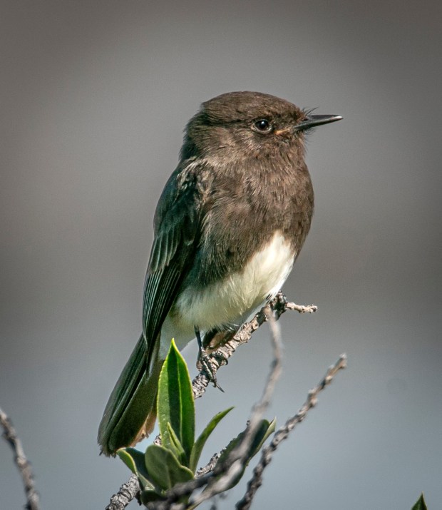 The black phoebe is a member of the tyrant flycatcher family. (Ernie Cowan / For The San Diego Union-Tribune)
