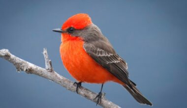 Keep an eye out for the Christmas Bird – San Diego Union-Tribune